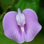 Tropical Butterfly Pea Centrosema pubescens 20 Seeds