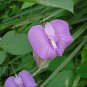 Tropical Butterfly Pea Centrosema pubescens 20 Seeds