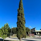 Italian Cypress Cupressus sempervirens 100 Seeds