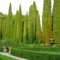 Italian Cypress Cupressus sempervirens 100 Seeds