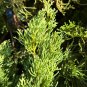 Italian Cypress Cupressus sempervirens 100 Seeds