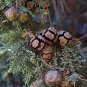 Italian Cypress Cupressus sempervirens 100 Seeds