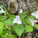 Great White Trillium Trillium grandiflorum 10 Seeds Great White Trillium Trillium grandiflorum 10 Seeds