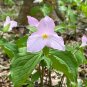 Great White Trillium Trillium grandiflorum 10 Seeds