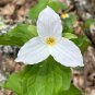 Great White Trillium Trillium grandiflorum 10 Seeds