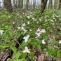 Great White Trillium Trillium grandiflorum 10 Seeds
