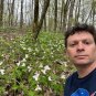Great White Trillium Trillium grandiflorum 10 Seeds