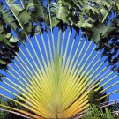 Traveler's Tree Ravenala madagascariensis 10 Seeds Traveler's Tree Ravenala madagascariensis 10 Seeds