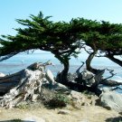 Monterey Cypress Cupressus macrocarpa 100 Seeds