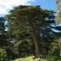 Monterey Cypress Cupressus macrocarpa 100 Seeds
