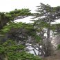 Monterey Cypress Cupressus macrocarpa 100 Seeds