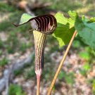 Jack in the Pulpit Arisaema triphyllum 10 Seeds Jack in the Pulpit Arisaema triphyllum 10 Seeds