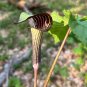 Jack in the Pulpit Arisaema triphyllum 10 Seeds