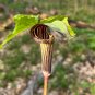 Jack in the Pulpit Arisaema triphyllum 10 Seeds