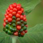 Jack in the Pulpit Arisaema triphyllum 10 Seeds