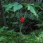 Jack in the Pulpit Arisaema triphyllum 10 Seeds