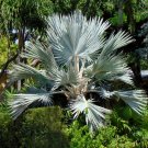 Blue Lantan Palm Latania loddigesii 10 Seeds