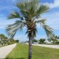 Blue Lantan Palm Latania loddigesii 10 Seeds