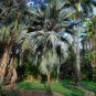 Blue Lantan Palm Latania loddigesii 10 Seeds