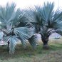 Blue Lantan Palm Latania loddigesii 10 Seeds