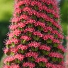 Tower of Jewels  Echium wildpretii   100 Seeds