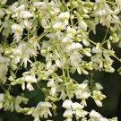 Japanese Pagoda Tree Sophora japonica 20 Seeds Japanese Pagoda Tree Sophora japonica 20 Seeds