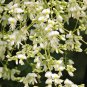 Japanese Pagoda Tree Sophora japonica 20 Seeds