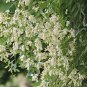 Japanese Pagoda Tree Sophora japonica 20 Seeds