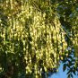 Japanese Pagoda Tree Sophora japonica 20 Seeds