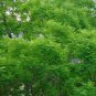 Japanese Pagoda Tree Sophora japonica 20 Seeds