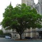 Japanese Pagoda Tree Sophora japonica 20 Seeds