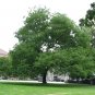 Japanese Pagoda Tree Sophora japonica 20 Seeds