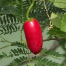 Ivy Gourd Scarlet Gourd Coccinia grandis 20 Seeds Ivy Gourd Scarlet Gourd Coccinia grandis 20 Seeds