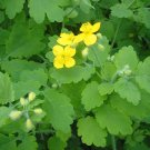Greater Celandine Chelidonium majus 100 Seeds