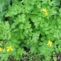 Greater Celandine Chelidonium majus 100 Seeds