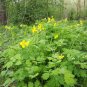 Greater Celandine Chelidonium majus 100 Seeds