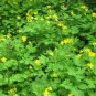 Greater Celandine Chelidonium majus 100 Seeds