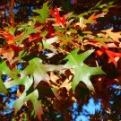 Pin Oak Quercus palustris 20 Seeds Pin Oak Quercus palustris 20 Seeds
