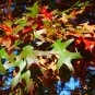 Pin Oak Quercus palustris 20 Seeds