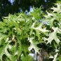Pin Oak Quercus palustris 20 Seeds