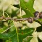Pin Oak Quercus palustris 20 Seeds