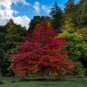 Pin Oak Quercus palustris 20 Seeds