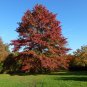Pin Oak Quercus palustris 20 Seeds