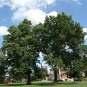 Pin Oak Quercus palustris 20 Seeds