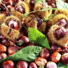 Sweet Chestnut Castanea sativa 5 Seeds Sweet Chestnut Castanea sativa 5 Seeds