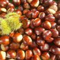 Sweet Chestnut Castanea sativa 5 Seeds