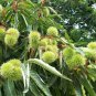 Sweet Chestnut Castanea sativa 5 Seeds