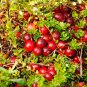 Cranberry Vaccinium macrocarpon 100 Seeds