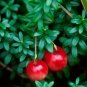 Cranberry Vaccinium macrocarpon 100 Seeds