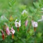 Cranberry Vaccinium macrocarpon 100 Seeds